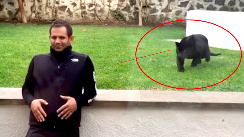 Viral Video: Man escapes black Panther's attack in style Viral Video: Man escapes black Panther's attack in style