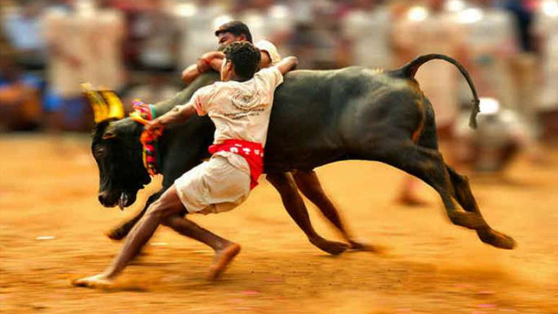 Jallikattu in Tamil Nadu claims two lives Jallikattu in Tamil Nadu claims two lives