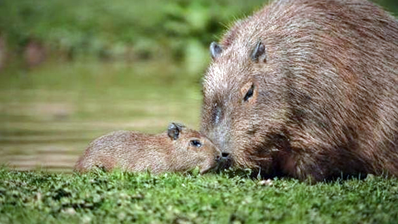 Largest rodent Lily gives birth Largest rodent Lily gives birth