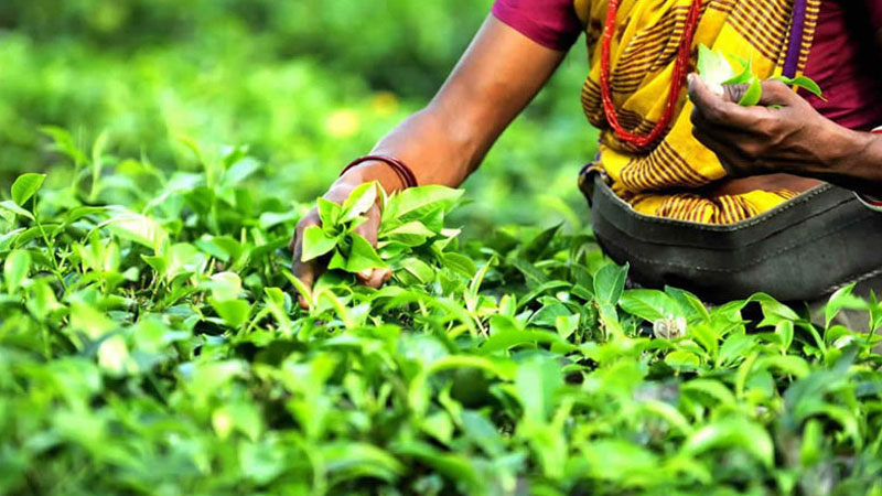 India's tea production at new high in 2016-17 India's tea production at new high in 2016-17