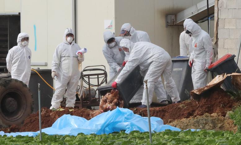 Highly pathogenic bird flu outbreak detected in South Korea Highly pathogenic bird flu outbreak detected in South Korea