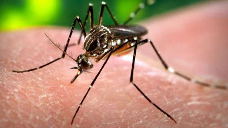 Malaria cases in Delhi doubled this year: Report Malaria cases in Delhi doubled this year: Report