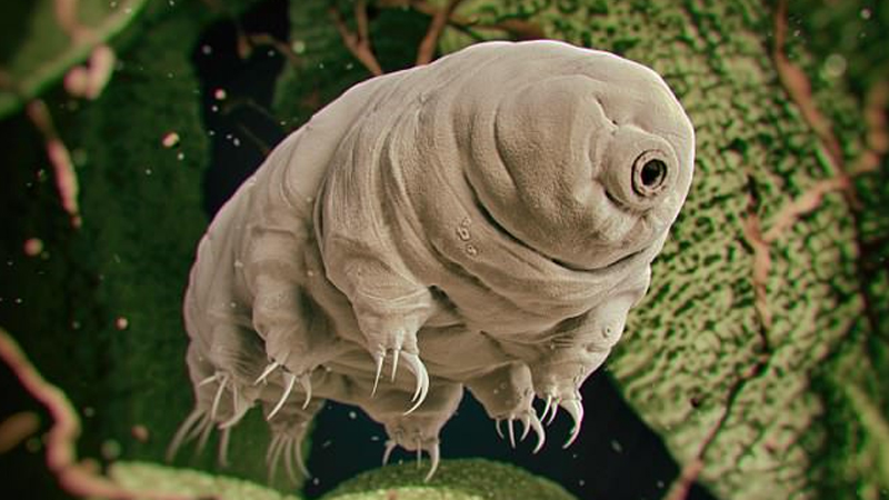 Tardigrade Tardigrade