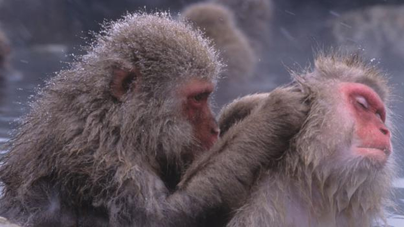Scratching helps boost social bonding in monkeys Scratching helps boost social bonding in monkeys