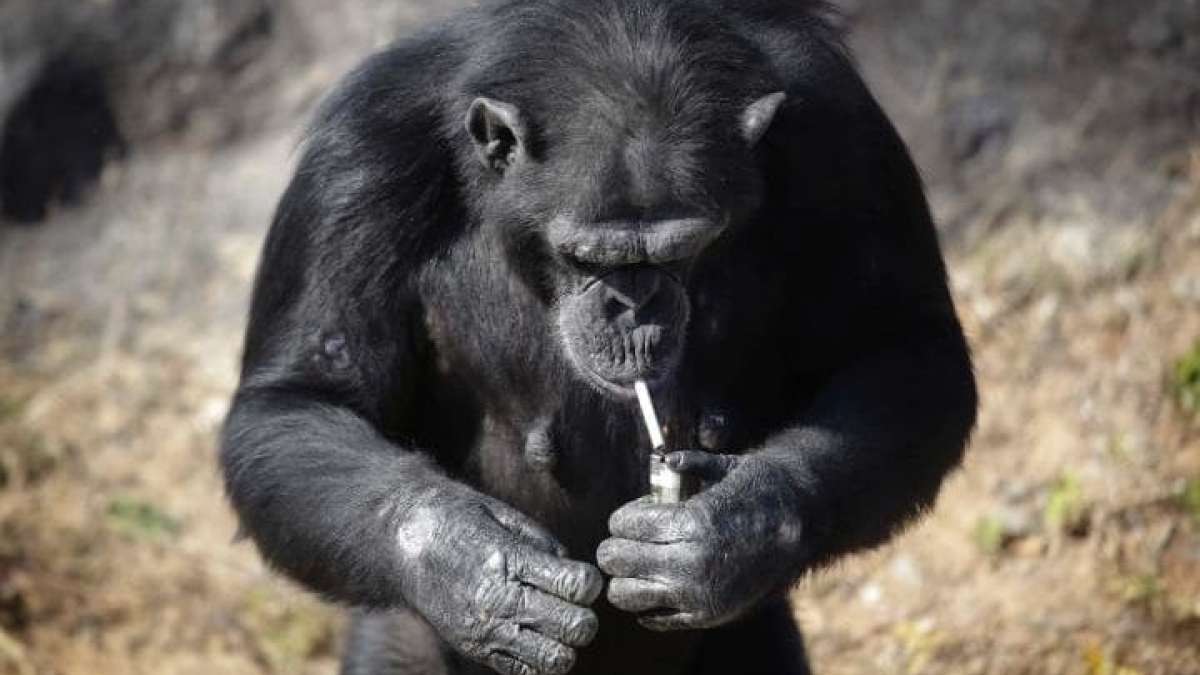Azalea smoking chimp Azalea smoking chimp