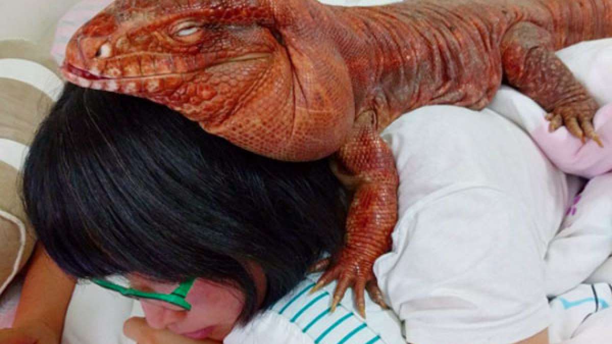 California woman with her pet giant lizard California woman with her pet giant lizard