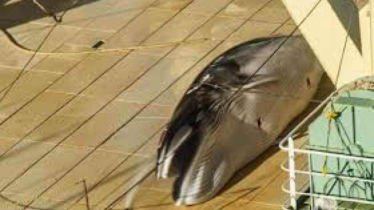Japanese whaling boat caught operating illegally in Australian waters Japanese whaling boat caught operating illegally in Australian waters