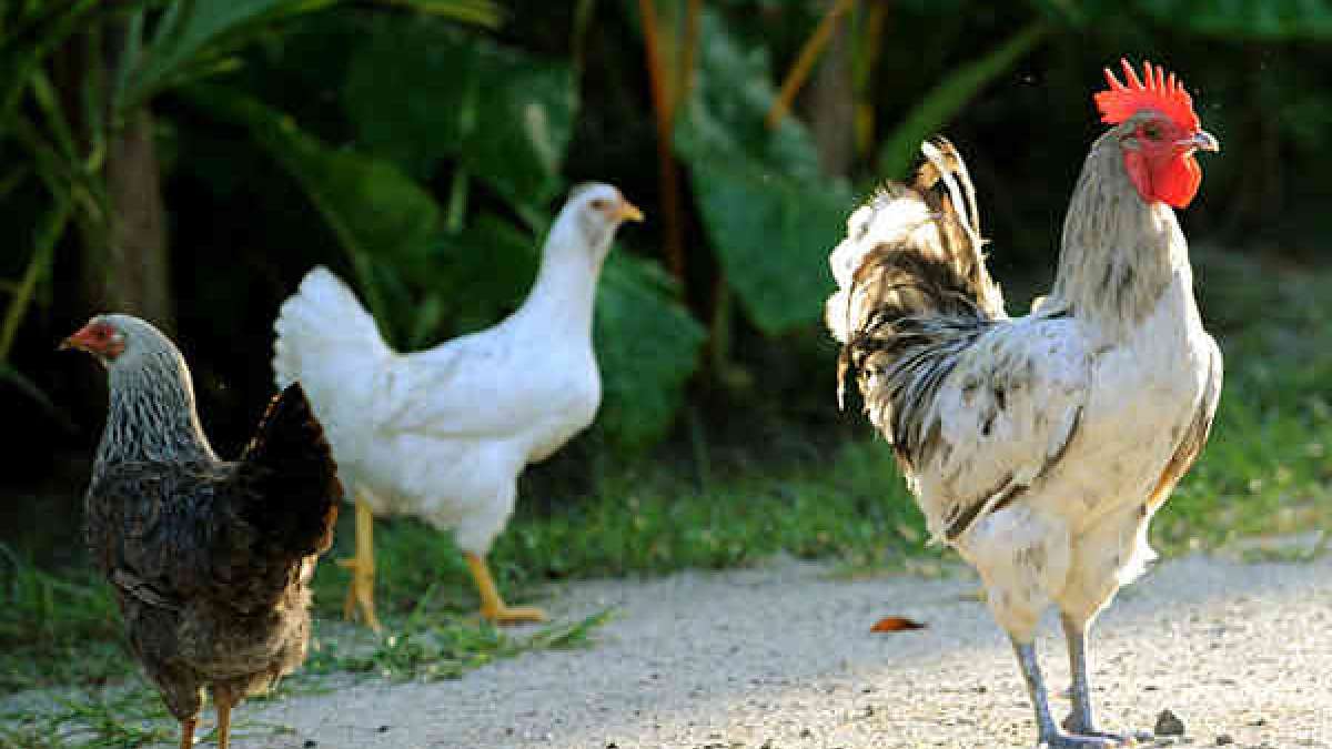 Highly pathogenic H5 Bird flu detected in Japan's Gifu, 80,000 chickens culled Highly pathogenic H5 Bird flu detected in Japan's Gifu, 80,000 chickens culled