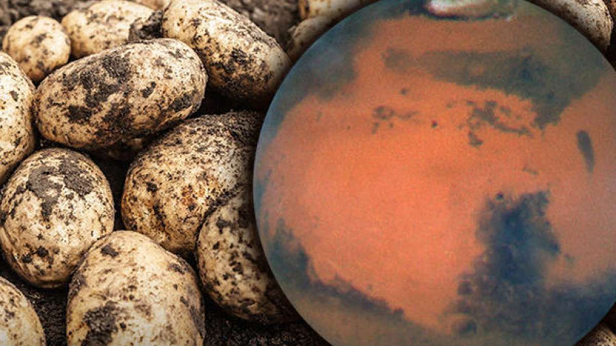 Scientists identify variety of potatoes that can be grown on Mars Scientists identify variety of potatoes that can be grown on Mars