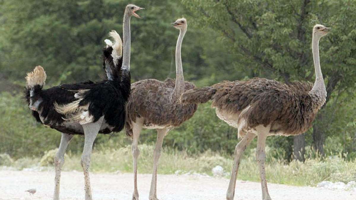 Ostriches were found in India 25,000 years ago Ostriches were found in India 25,000 years ago