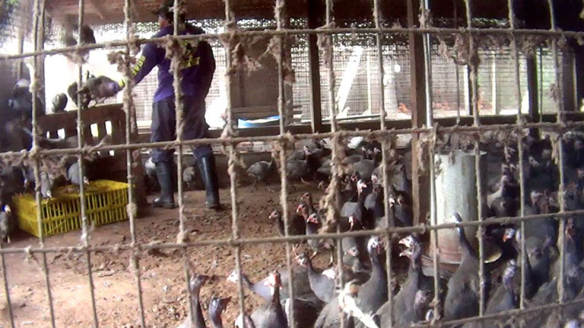 A week after opposition BJP demanded that illegal slaughterhouses flourishing in Bihar should be closed, seven of them were sealed in Rohtas district on Saturday, officials said. A week after opposition BJP demanded that illegal slaughterhouses flourishing in Bihar should be closed, seven of them were sealed in Rohtas district on Saturday, officials said.