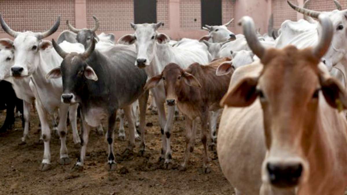 Cow slaughter banned in Gujarat Cow slaughter banned in Gujarat