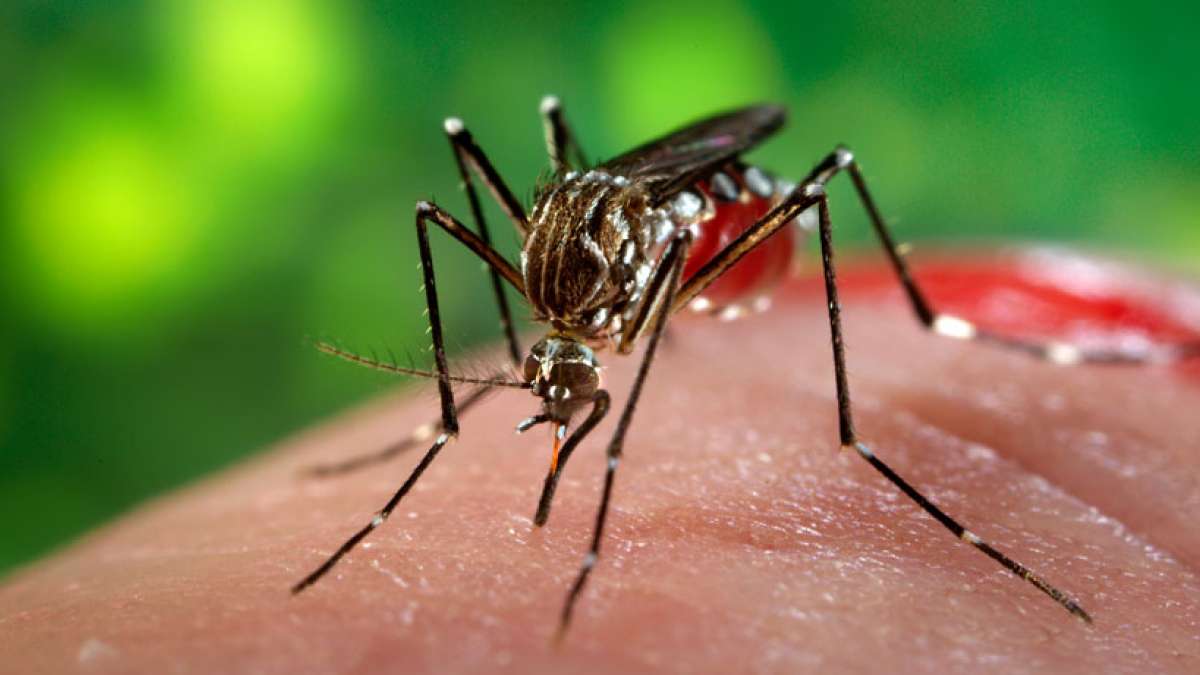 World Health Organisation says first three cases of Zika virus found in India, all from Ahmedabad World Health Organisation says first three cases of Zika virus found in India, all from Ahmedabad