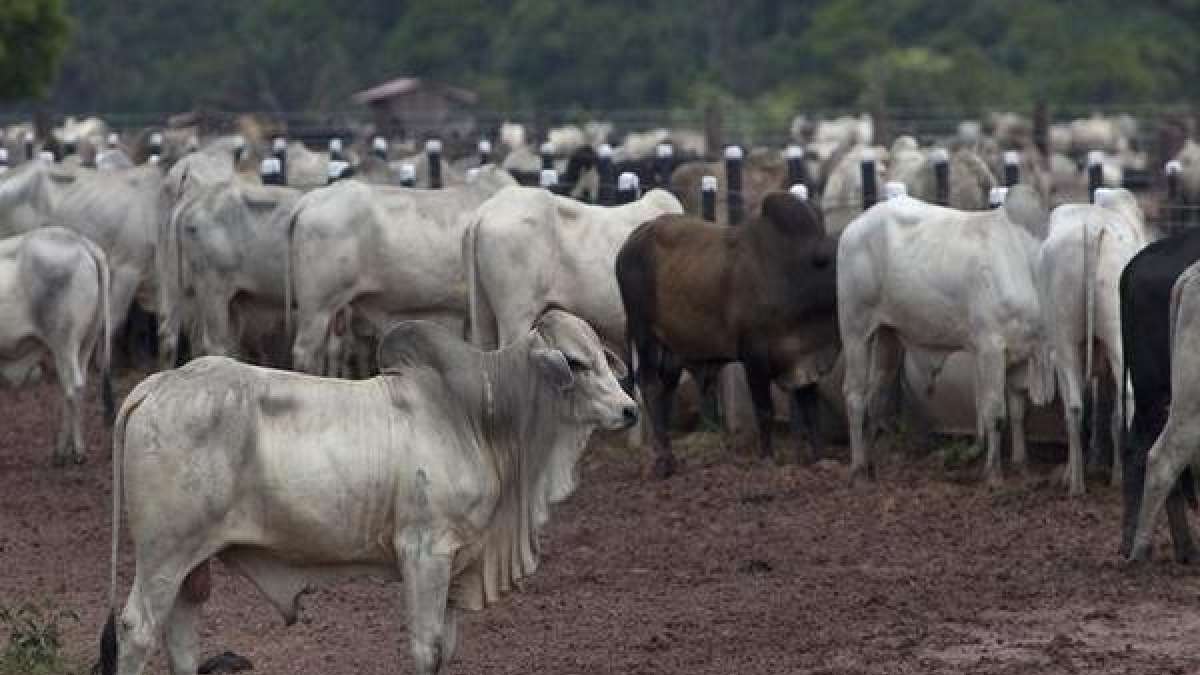 Cow vigilantes in Maharashtra hammer youths suspected of possessing beef Cow vigilantes in Maharashtra hammer youths suspected of possessing beef