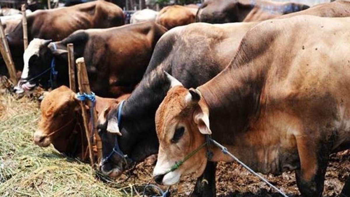 A countrywide row over the new rules restricting the sale of cattle A countrywide row over the new rules restricting the sale of cattle