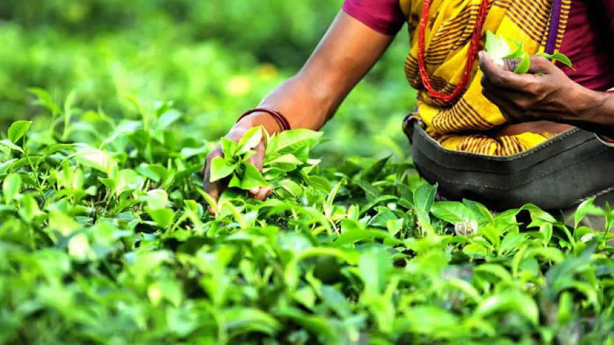 India's tea production at new high in 201617