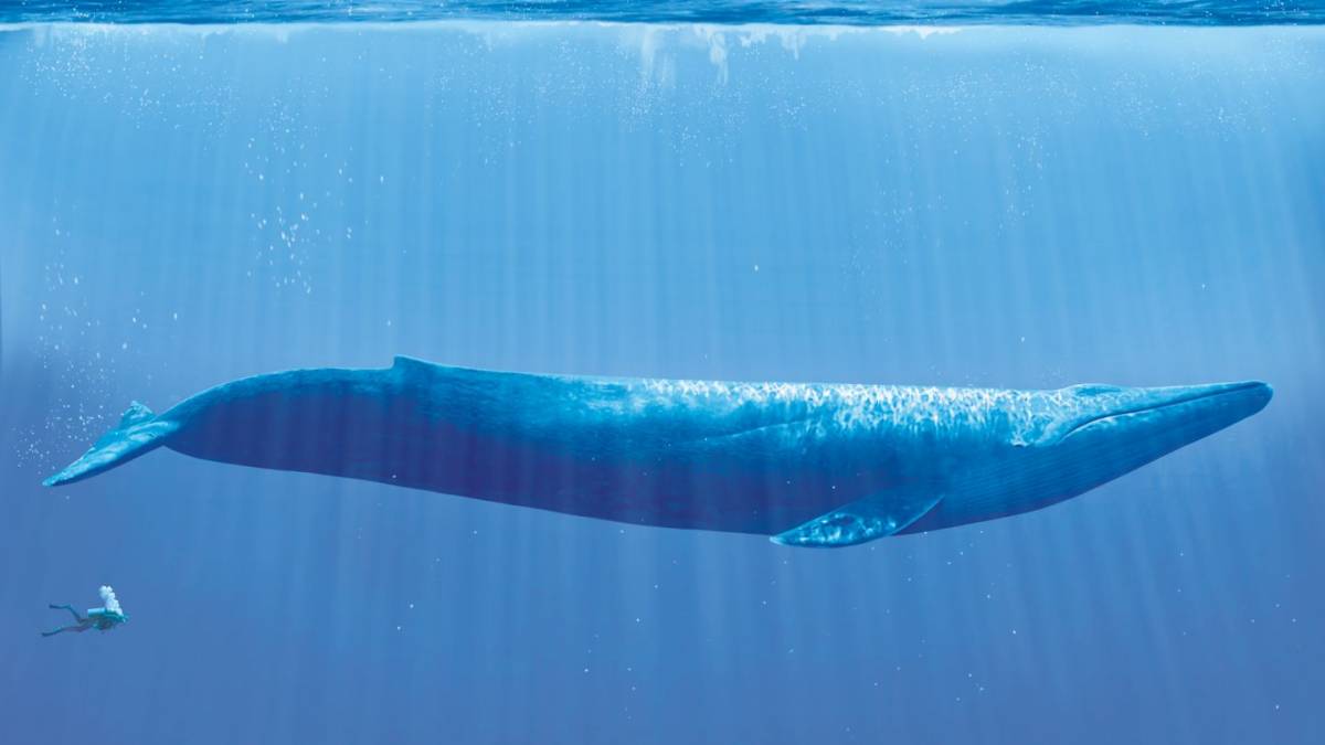 Blue Whale Challenge or Blue Whale game Blue Whale Challenge or Blue Whale game