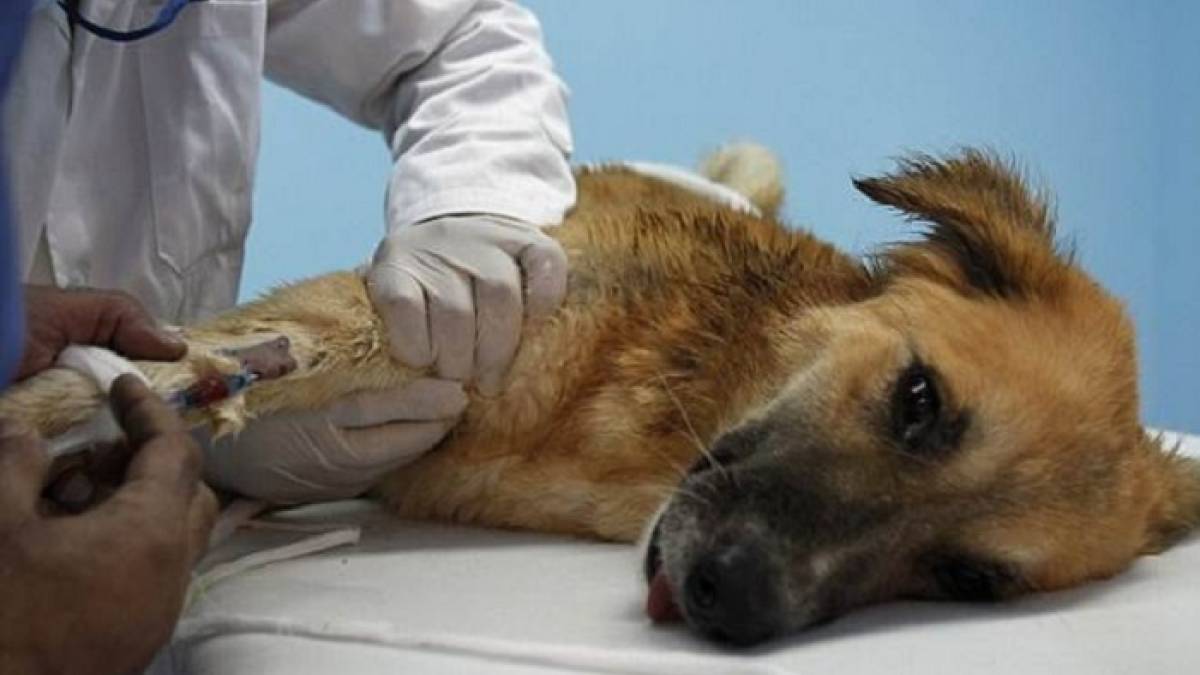 Japanese researchers have developed an antibody suppresses malignant cancers in dogs Japanese researchers have developed an antibody suppresses malignant cancers in dogs