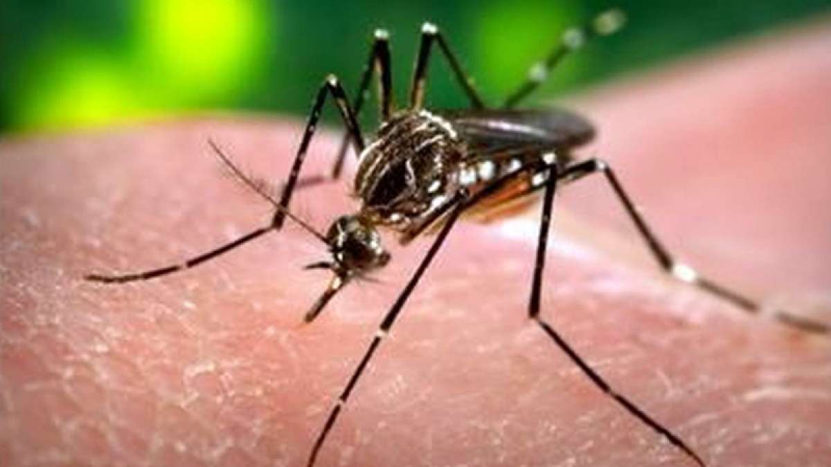 Researchers develop climate-based dengue forecasting model Researchers develop climate-based dengue forecasting model