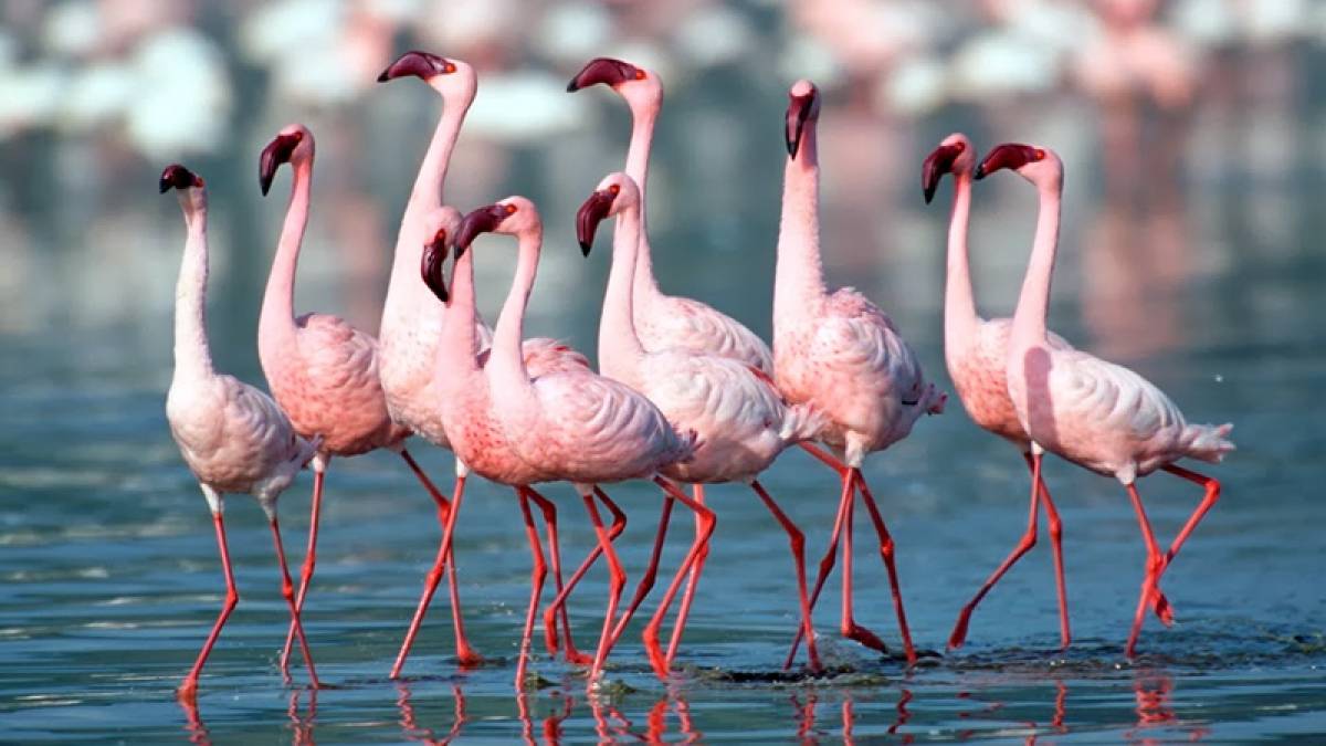 Kutch in the monsoon: A must-visit destination Kutch in the monsoon: A must-visit destination