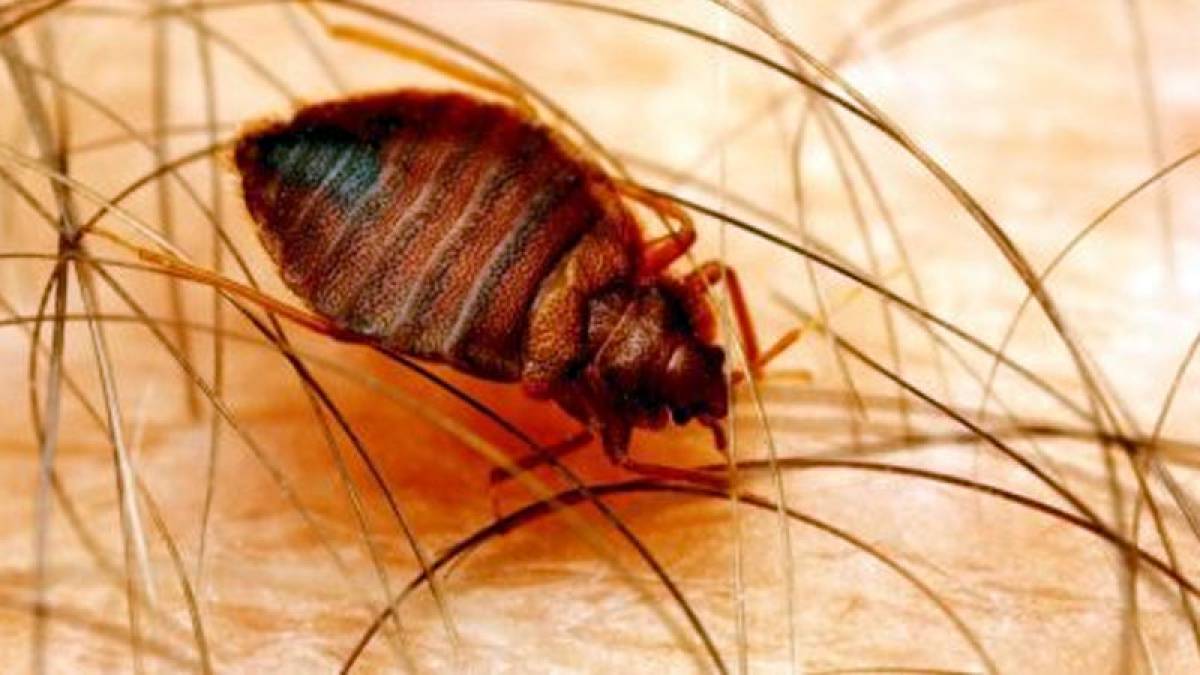 One-third parasites species to disappear in next 50 years One-third parasites species to disappear in next 50 years