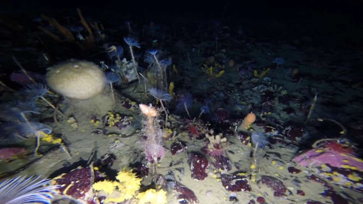 Climate Change Effects: Antarctic seafloor warming to harm most native marine species Climate Change Effects: Antarctic seafloor warming to harm most native marine species