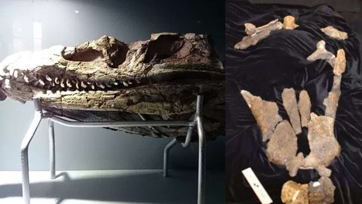 New prehistoric dinosaur-eating crocodile species found at fossil site in Texas New prehistoric dinosaur-eating crocodile species found at fossil site in Texas