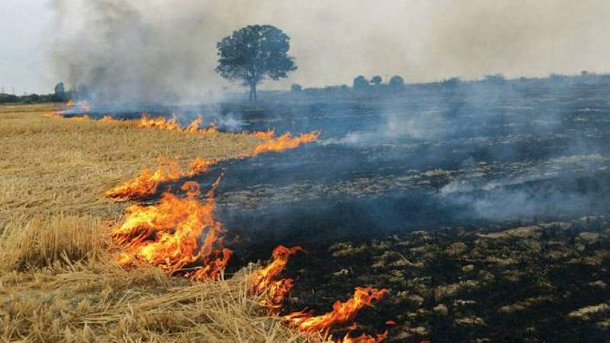 Delhi Smog: Here's what govt planning to curb stubble burning Delhi Smog: Here's what govt planning to curb stubble burning