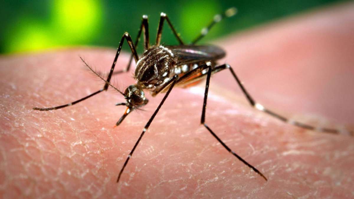 India likely to get Dengue vaccination by 2019 end India likely to get Dengue vaccination by 2019 end