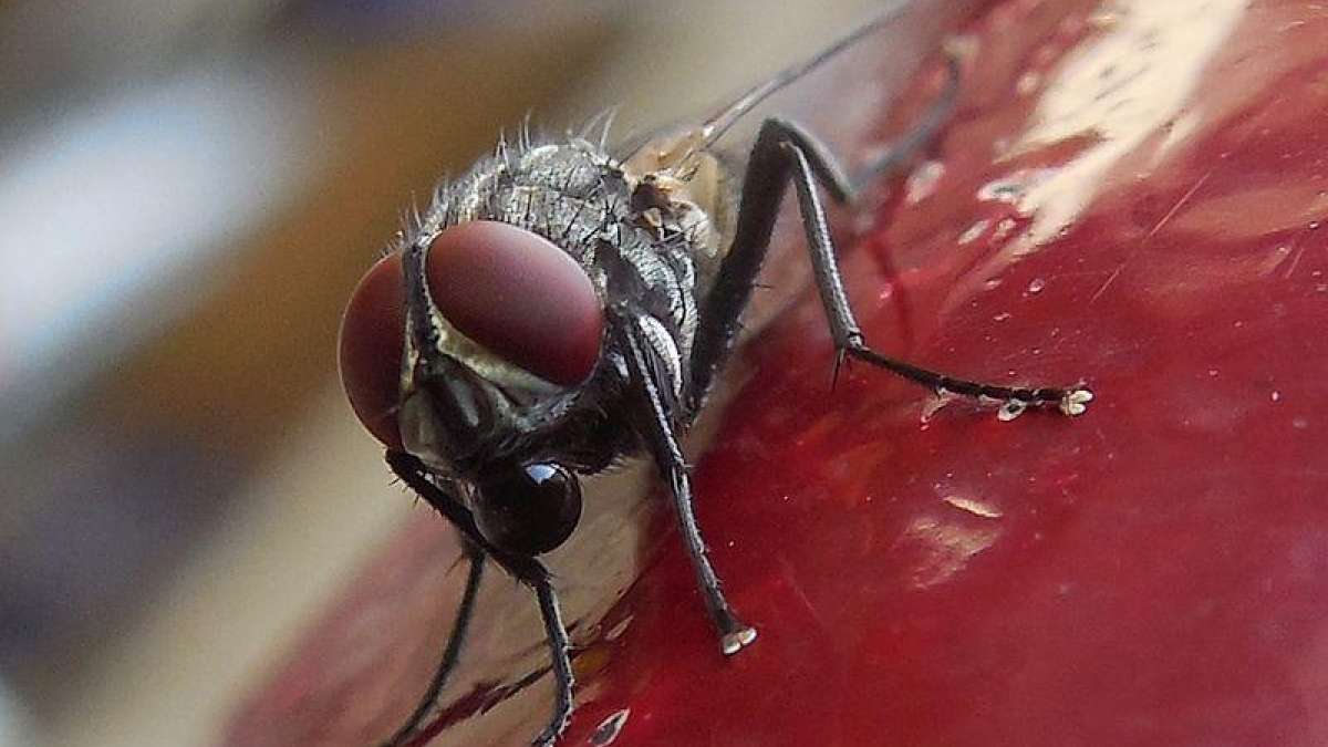 Houseflies could carry hundreds of harmful bacteria, says new Study Houseflies could carry hundreds of harmful bacteria, says new Study