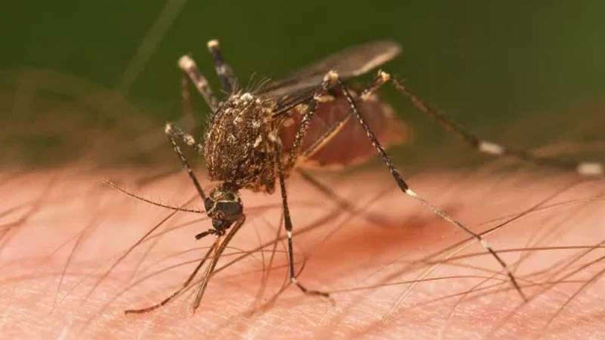 Dengue in Delhi: Seven-year-old dies at RML Hospital Dengue in Delhi: Seven-year-old dies at RML Hospital