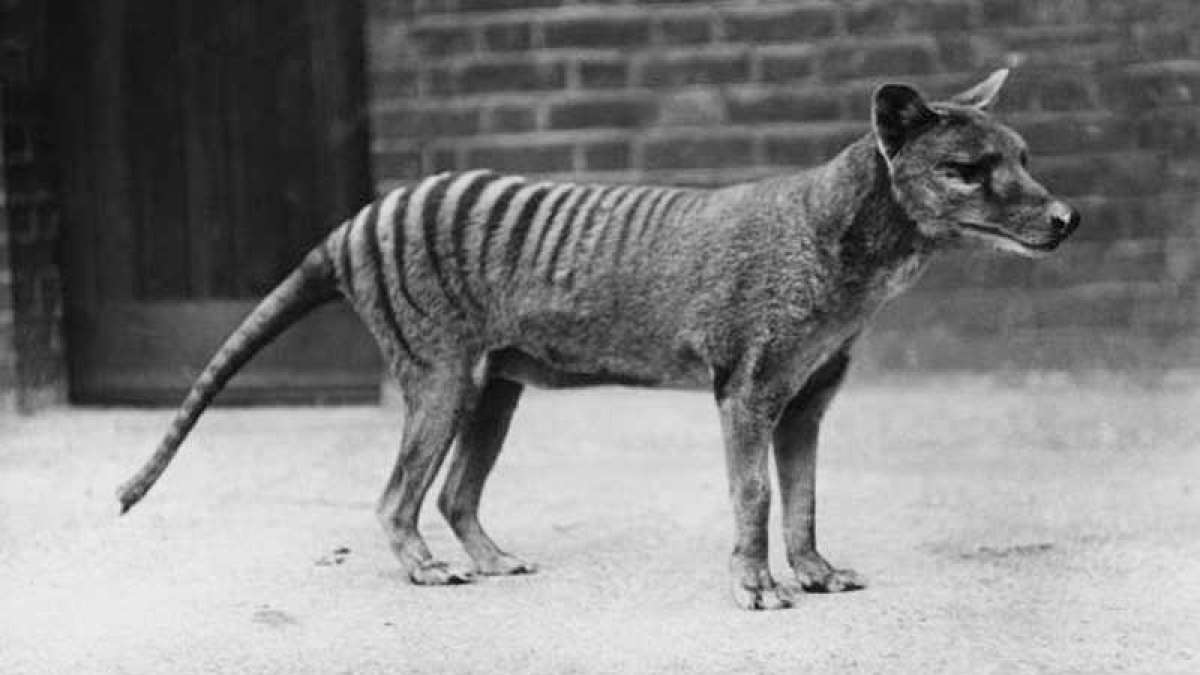 Tasmanian Tiger pup helps scientists in forming genes of extinct species Tasmanian Tiger pup helps scientists in forming genes of extinct species