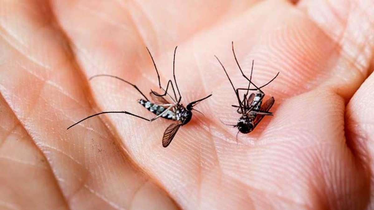Dengue kills 13-year-old girl Oishi Madhu in salt lake Dengue kills 13-year-old girl Oishi Madhu in salt lake