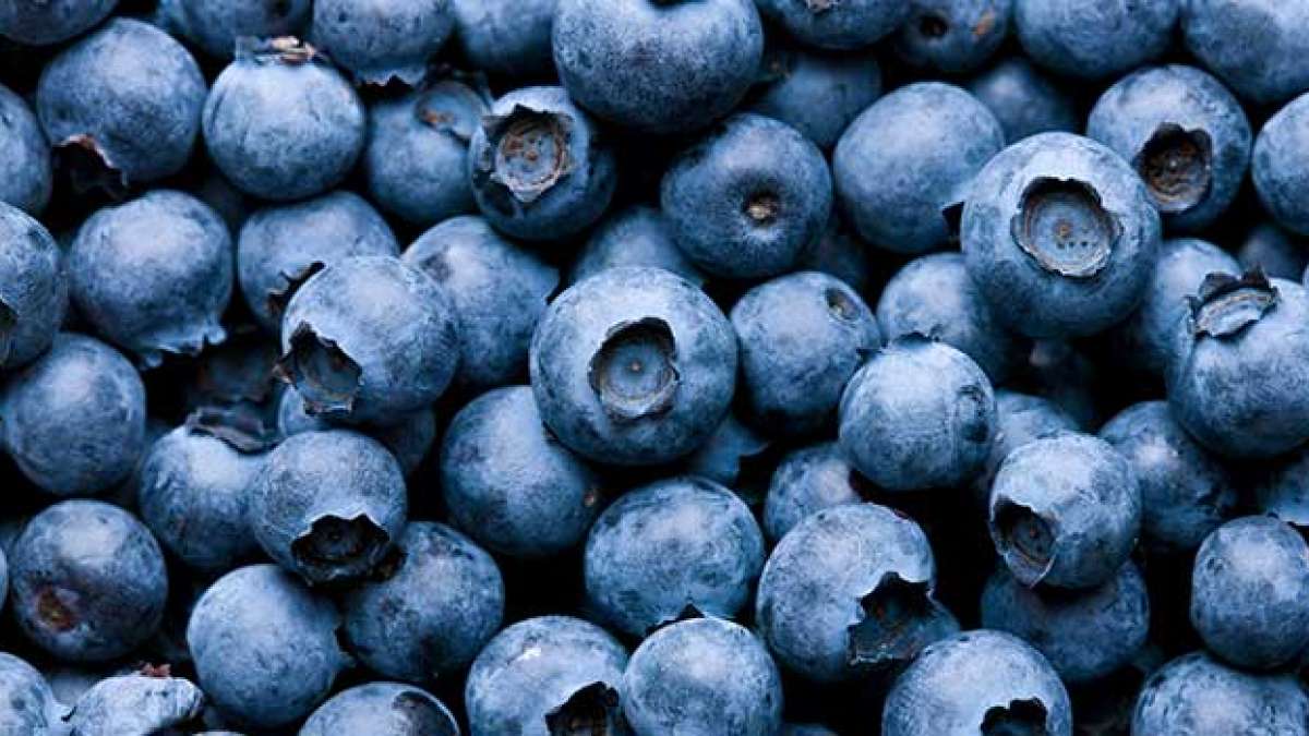 Suffering from cervical cancer? start eating blueberries for treatment: Study Suffering from cervical cancer? start eating blueberries for treatment: Study