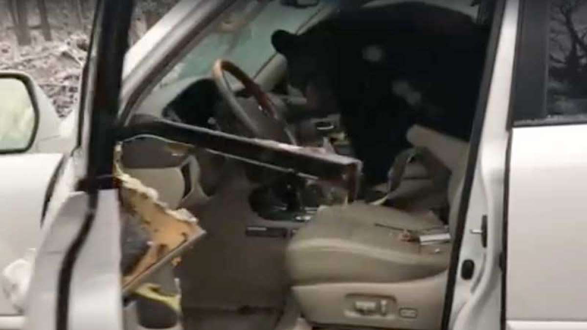 Bear locked inside a car in forest Bear locked inside a car in forest
