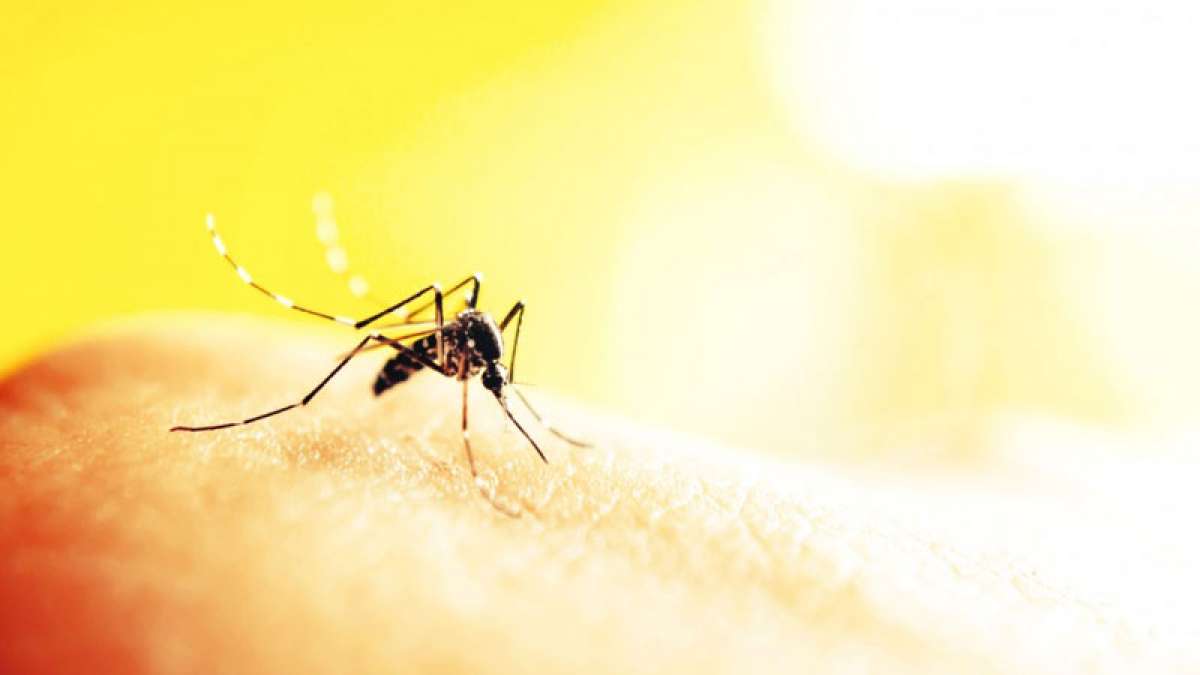 Decoded: How Zika virus impairs foetal development Decoded: How Zika virus impairs foetal development