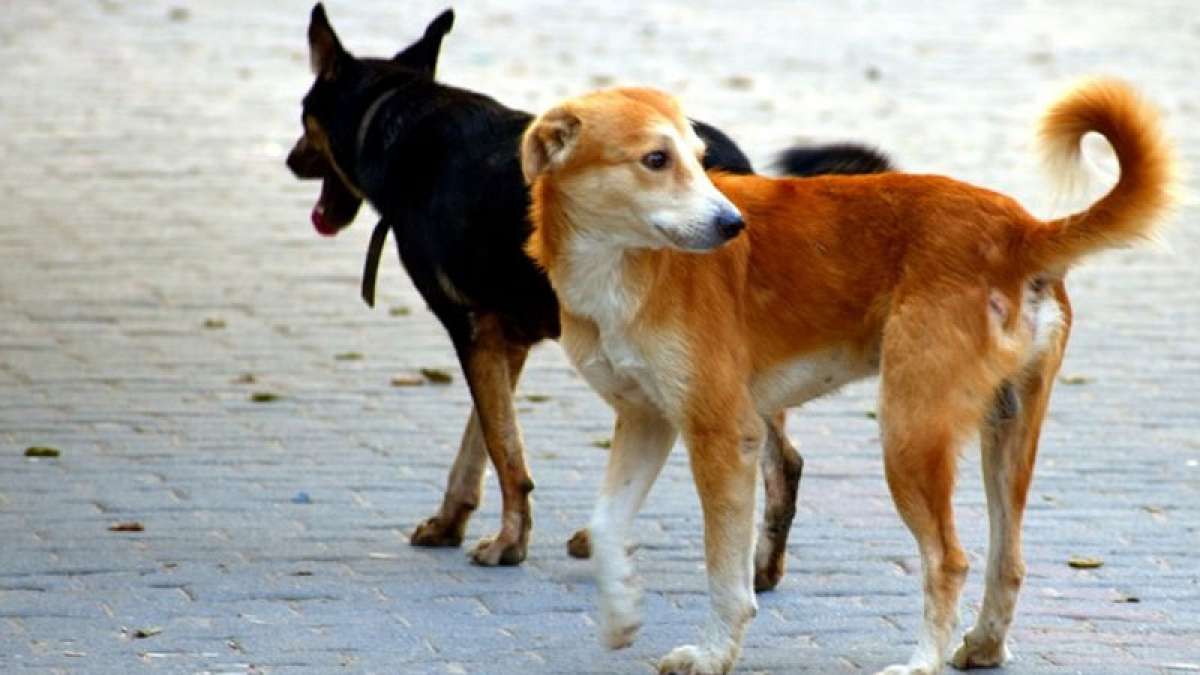 Dogs eat up man's body outside Aligarh morgue, video shakes UP authorities Dogs eat up man's body outside Aligarh morgue, video shakes UP authorities