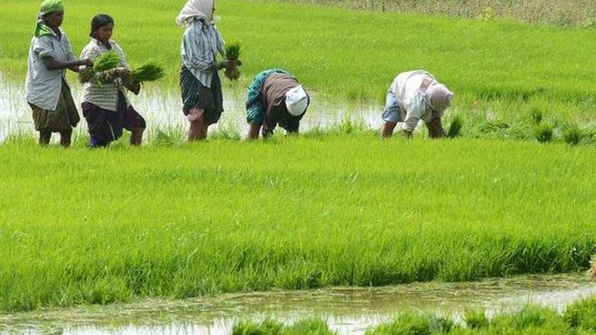 Cabinet approves plan to double farmers' income Cabinet approves plan to double farmers' income
