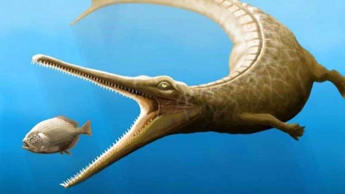 400 mn-year-old marine animal fossil found in China 400 mn-year-old marine animal fossil found in China