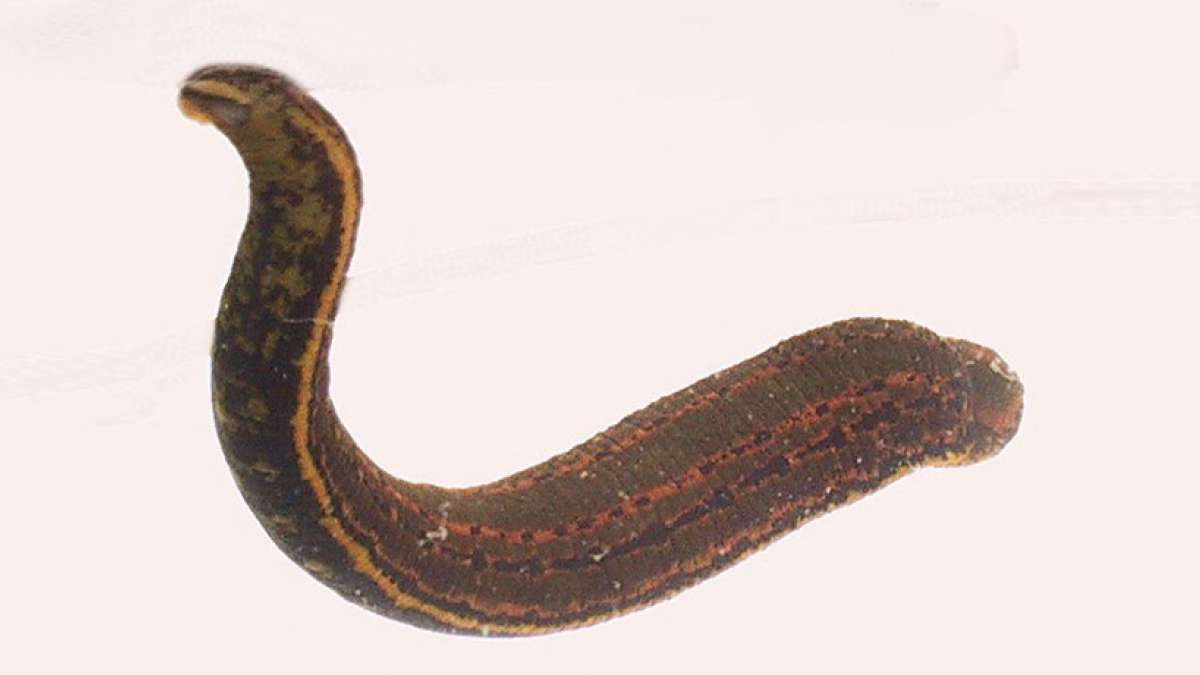 Blood sucking creature, Leech Blood sucking creature, Leech