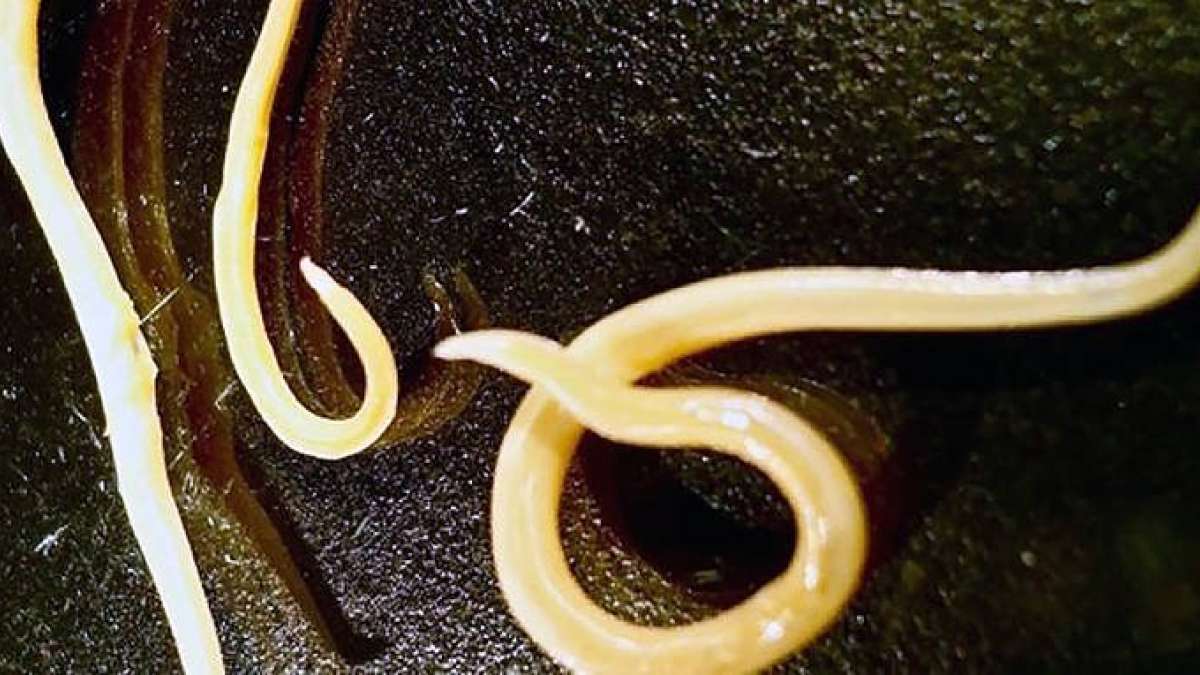 42,000 year old frozen worms come back to life