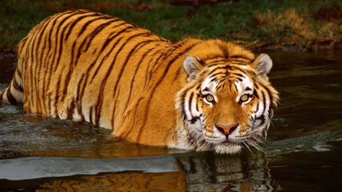 The Sunderbans Royal Bengal is the largest protected area of Tiger The Sunderbans Royal Bengal is the largest protected area of Tiger