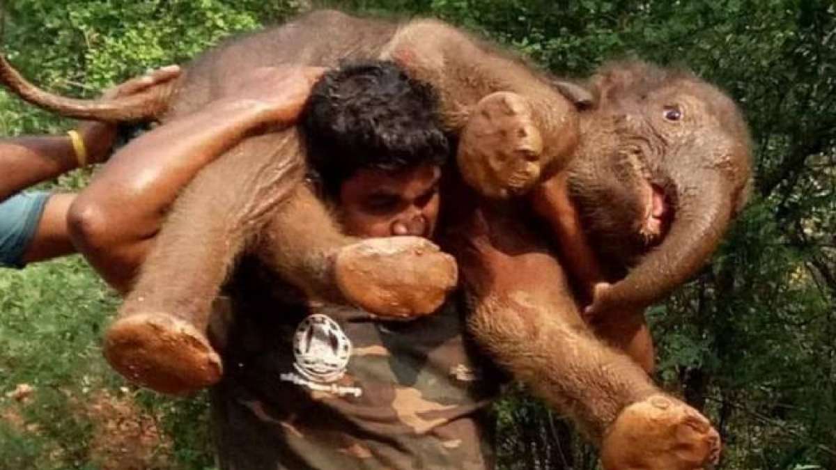 Viral: Kerala man saving baby elephant from flood, what's the actual story? Viral: Kerala man saving baby elephant from flood, what's the actual story?
