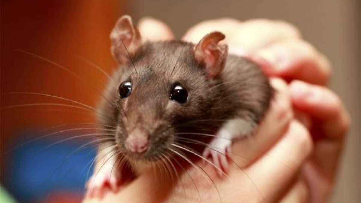 Rat fever Symptoms, cause and treatment
