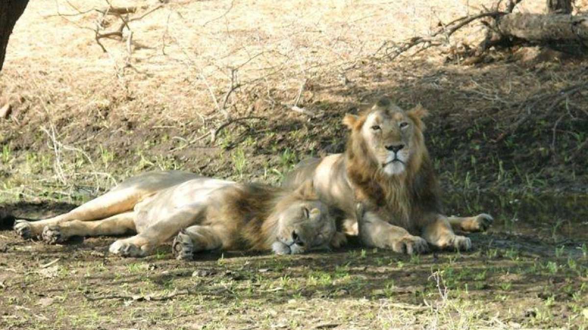 Save the lions! 21 lions found dead in 18 days in Gir Save the lions! 21 lions found dead in 18 days in Gir