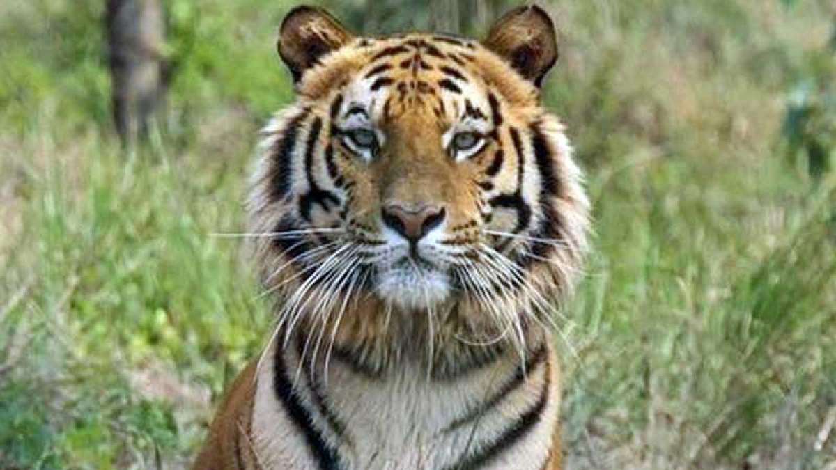 Man-eater tigress Avni shot dead in Maharashtra Man-eater tigress Avni shot dead in Maharashtra