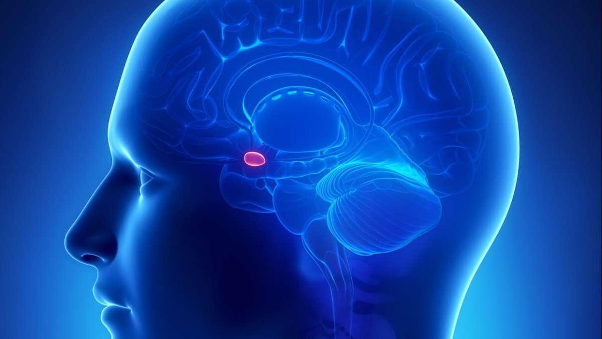 China aims at detailed 3D map of human brain China aims at detailed 3D map of human brain