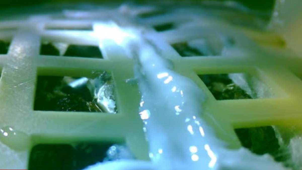 Historic claim: China confirms to growing first-ever plant on Moon Historic claim: China confirms to growing first-ever plant on Moon