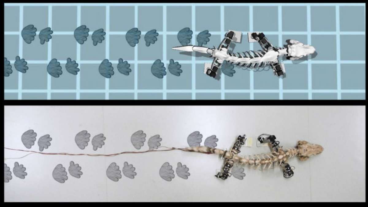 Based on the robot model, the scientists said the creature had more advanced locomotion than previously thought. Based on the robot model, the scientists said the creature had more advanced locomotion than previously thought.