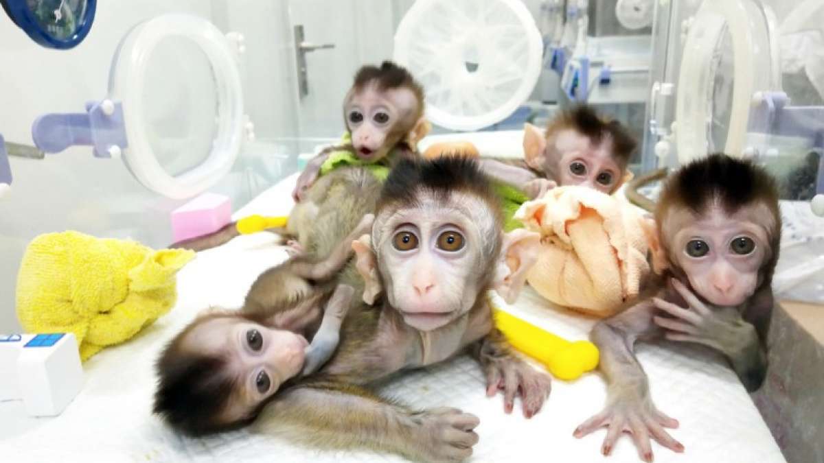 For the first time ever, multiple monkeys have been cloned from a gene-edited technology For the first time ever, multiple monkeys have been cloned from a gene-edited technology